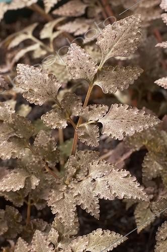Biosphoto | 407626 | Corydalis quantmeyerana Chocolate Star | &copy; Visions Pictures / Biosphoto