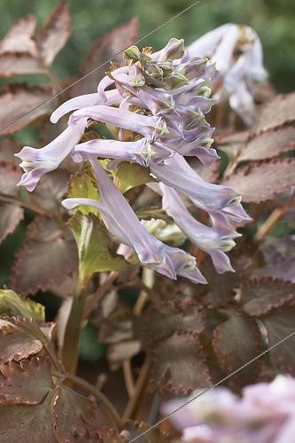 Biosphoto | 2594326 | Corydalis quantmeyerana Chocolate Stars | &copy; Visions BV, Netherlands / Visions Pictures & Photography / Visions Pictures / Biosphoto