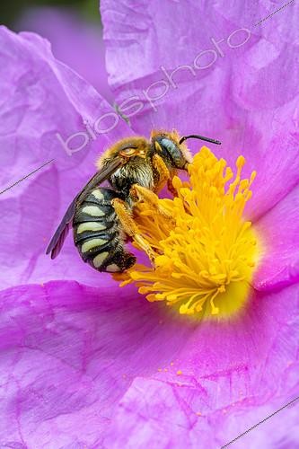 Biosphoto | 2602761 | Cotton bee (Rhodanthidium septemdentatum) on a Grey-leaved cistus (Cistus albidus) flower, Alpes-de-Haute-Provence, France | &copy; Marie Aymerez / Biosphoto