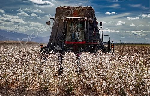 Biosphoto | 2582571 | Cotton Harvester, Pima Cotton Ready for Harvest, Farming, Marana, Arizona, USA, North America | &copy; Phil Degginger / imageBROKER / Biosphoto