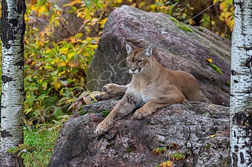 Biosphoto | 2623019 | Cougar (Puma concolor) on a rock in autumn (Wild Zoo of Saint-Félicien), Quebec, Canada. | &copy; Evelyne Boyard / Biosphoto