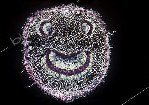 Biosphoto | 243807 | Coupe de pétiole de Framboisier France ; Optique : X 40 | &copy; Christian Gautier / Biosphoto