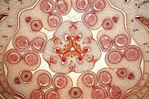Biosphoto | 1621023 | Coupe transversale de bouton floral de Lys ; Eclairage en fond clair, x 20 Canon EOS 450D 12 millions de pixels. | &copy; Christian Gautier / Biosphoto