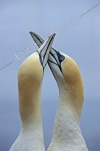 Biosphoto | 27724 | Couple de Fou de bassan en parade Gaspésie Québec Canada ; Ile de Bonaventure. | &copy; Alain Mafart-Renodier / Biosphoto
