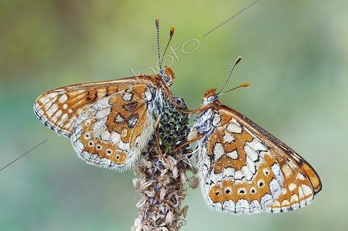 Biosphoto | 1921329 | Couple Marsh Fritillary on Plantago -  Serra do Cando Spain | &copy; Siro Moya / Biosphoto