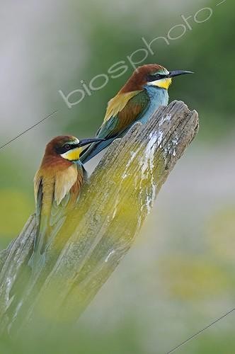 Biosphoto | 1714533 | Couple of European Bee-eater Lower Valley Doubs France | &copy; Dominique Delfino / Biosphoto