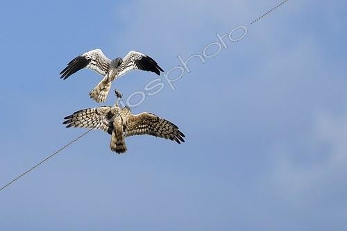 Biosphoto | 726130 | Couple of Montagu's harrier in courtship flight in France  ; Exchange of prey | &copy; Alain Balthazard / Biosphoto