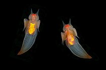 Biosphoto | 2460425 | Couple of Sea Angel, Clione limacina, Arctic circle Dive Center, White Sea, Karelia, northern Russia | &copy; Franco Banfi / Biosphoto