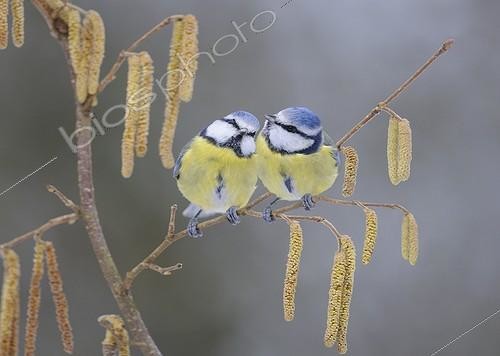Biosphoto | 1860730 | Couple og Blue Tits on a branch Northern Vosges France | &copy; Michel Rauch / Biosphoto