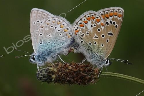 Biosphoto | 989005 | Coupling blue Argus France | &copy; André Pascal / Biosphoto