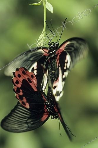 Biosphoto | 165001 | Coupling of Butterflies Papilio Philippines  | &copy; Gilles Martin / Biosphoto