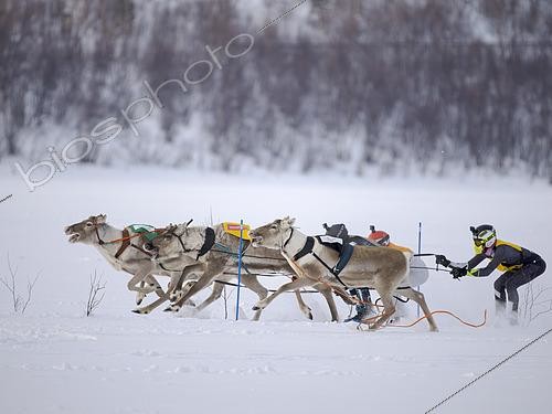 Biosphoto | 2613904 | Course de rennes à Utsjoki, faisant partie de la série PoroCup 2025. Europe, nord de l'Europe, Finlande. Laponie, Utsjoki. | &copy; Martin Zwick / Biosphoto