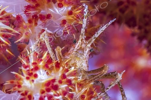 Biosphoto | 1900268 | Crab on soft coral Indonesia | &copy; Fabien Michenet / Biosphoto