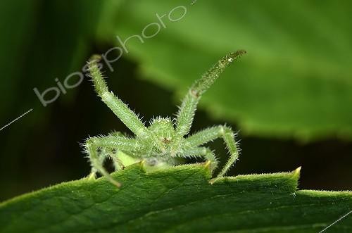 Biosphoto | 1854476 | Crab spider in defensive posture on a sheet France | &copy; Denis Bringard / Biosphoto