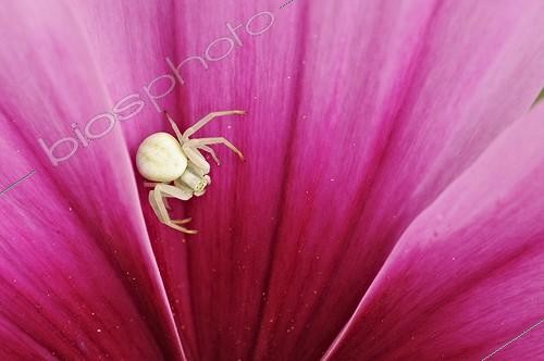 Biosphoto | 704585 | Crab spider on Cosmos flower in a garden Correze France | &copy; Roger Dauriac / Biosphoto