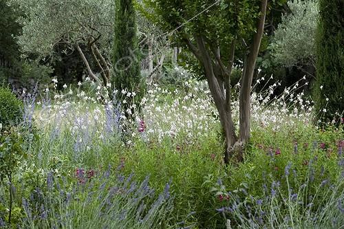 Biosphoto | 1367023 | Crape myrtle in middle of flowers in a garden | &copy; Philippe Giraud / Biosphoto