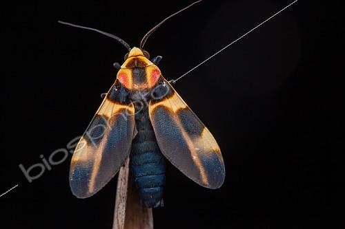 Biosphoto | 2465621 | Cratoplastis (Cratoplastis rectiradia) on black background, Saramaca, French Guiana | &copy; Frank Deschandol & Philippe Sabine / Biosphoto