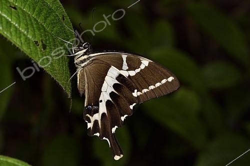 Biosphoto | 2167338 | Cream-lined Swallotail (Papilio delalandei) on a leaf in forest, Andasibe, Perinet, Alaotra-Mangoro Region, Madagascar | &copy; Jean-Yves Grospas / Biosphoto