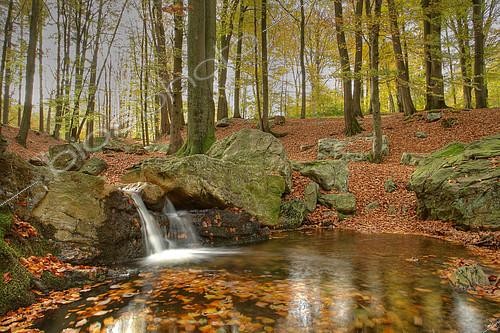 Biosphoto | 2126914 | Creek 'La Sauvenière' in a Beech forest in autumn, Ardennes - Belgium | &copy; Christian Cabron / Biosphoto