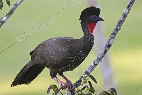 Biosphoto | 1359331 | Crested Guan perched on a branch Guatemala | &copy; Lee Dalton / Biosphoto