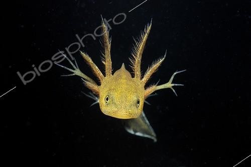 Biosphoto | 1716467 | Crested Newt larva on black background Fouzon Prairie  | &copy; Bruno Guénard / Biosphoto