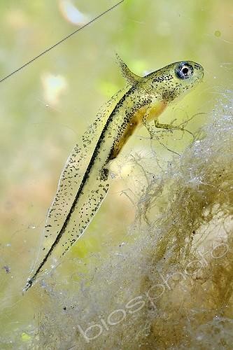 Biosphoto | 1134522 | Crested newt larvae in a pool Prairie Fouzon France | &copy; Bruno Guénard / Biosphoto