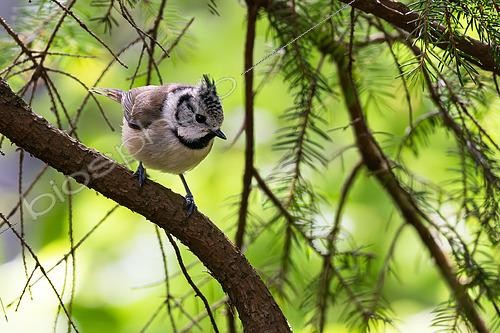 Biosphoto | 2610497 | Crested tit (Lophophanes cristatus) on a branch, Vosges, France. | &copy; Stéphane Vitzthum / Biosphoto