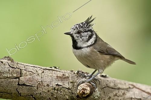 Biosphoto | 2065541 | Crested Tit (Lophophanes cristatus). Tuvesjön, Hornsborg, Småland. Sweden in August | &copy; Steen Drozd Lund / Biosphoto