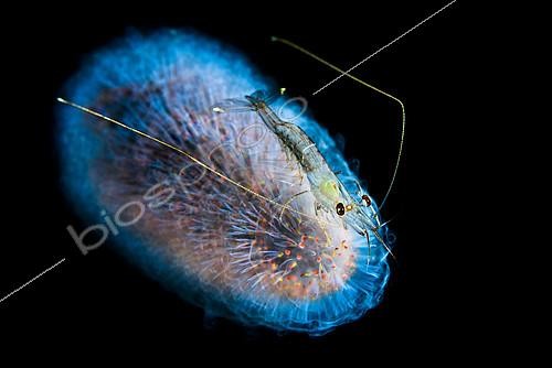 Biosphoto | 2397174 | Crevette pélagique (Funchalia villosa) dérivant sur un Pyrosome au large du récif de Tahiti de nuit, Polynésie Française | &copy; Fabien Michenet / Biosphoto