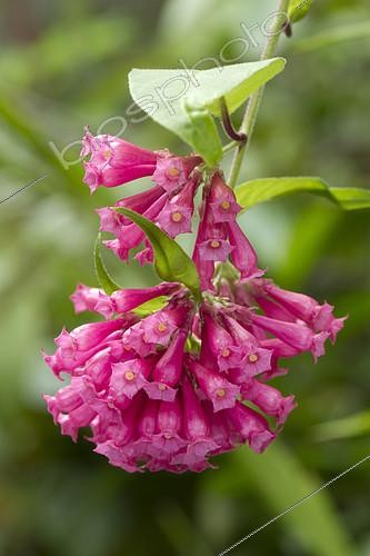 Biosphoto | 2126731 | Crimson cestrum (Cestrum elegans) flowers | &copy; Frédéric Tournay / Biosphoto