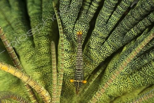 Biosphoto | 1900242 | Crinoid's commensal cleaner shrimp Indonesia | &copy; Fabien Michenet / Biosphoto