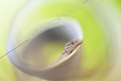 Biosphoto | 2027320 | Crocodile Gecko on curly grass in a garden - France | &copy; Patrick Goujon / Biosphoto