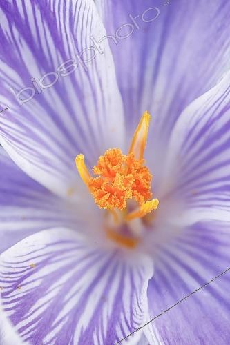Biosphoto | 2496154 | Crocus en fleur au printemps | &copy; Patrick Frischknecht / imageBROKER / Biosphoto