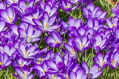 Biosphoto | 2146065 | Crocus tommasinianus 'Whitewell Purple' | &copy; Alain Kubacsi / Biosphoto