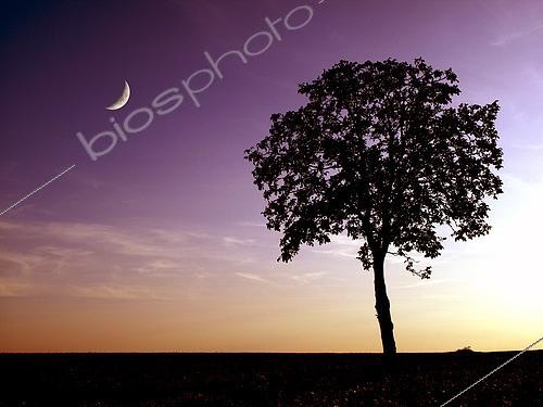 Biosphoto | 2617473 | Croissant de Lune et arbre au crépuscule, Seine-et-Marne, France | &copy; Christophe  Lehénaff / Biosphoto