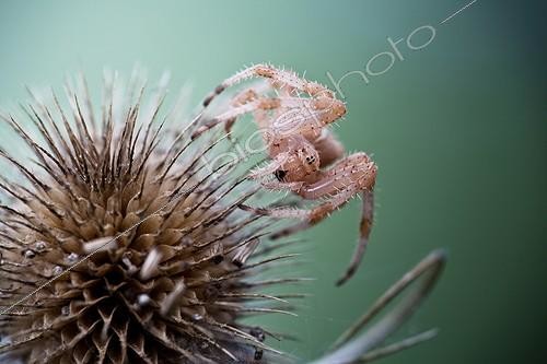 Biosphoto | 2027295 | Cross Orbweaver on thistle - France  | &copy; Patrick Goujon / Biosphoto
