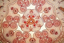 Biosphoto | 1621023 | Cross section of bud of Lys  | &copy; Christian Gautier / Biosphoto
