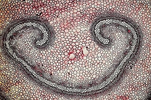 Biosphoto | 1781899 | Cross section on Royal Fern ; Brightfield illumination, x 20 | &copy; Christian Gautier / Biosphoto