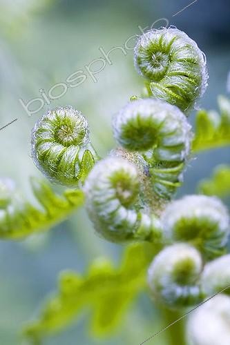 Biosphoto | 1606760 | Crosses de Fougère aigle (Pteridium aquilinum) | &copy; Michael Peuckert / imageBROKER / Biosphoto