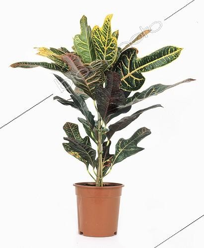 Biosphoto | 71375 | Croton out of pot  | &copy; Claudius Thiriet / Biosphoto