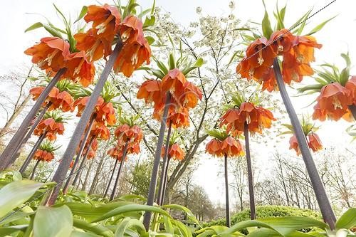 Biosphoto | 1135256 | Crown imperials 'Rubra' in bloom in a park | &copy; Hervé Lenain / Biosphoto