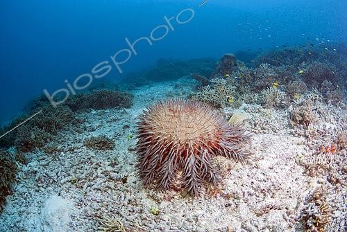 Biosphoto | 2444477 | Crown-of-thorns sea star (Acanthaster planci) on dead coral. Heron Island. Great Barrier Reef. Queensland. Autralia. | &copy; Jean-Michel Mille / Biosphoto