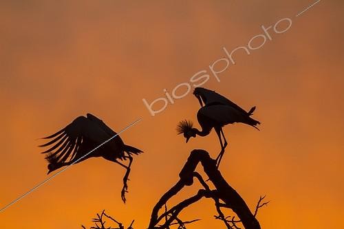 Biosphoto | 2024496 | Crowned Cranes on branch at sunrise - Masai Mara Kenya  | &copy; Michel & Christine Denis-Huot / Biosphoto