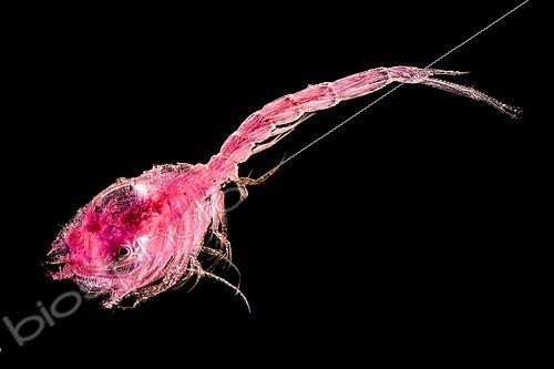 Biosphoto | 2620043 | Crustacean Cumacea, Meiofauna of the abyss, Pourquoi pas les abysses ?, IFREMER, optical microscope. Far from the image we have had for a long time, the abysses are home to a great diversity of species. | &copy; Gilles Martin / IFREMER / Biosphoto