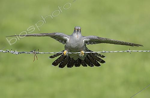 Biosphoto | 2625125 | Cuckoo (Cuculus canorus) landing on a barbed wire fence, England | &copy; Frédéric Desmette / Biosphoto