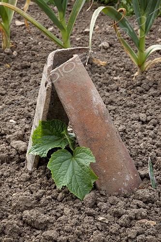 Biosphoto | 1646037 | Cucumber seedling protected by two tiles in a kitchen garden | &copy; NouN / Biosphoto