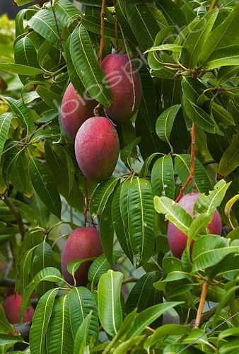 Biosphoto | 2303281 | Cultivation of mango, Island of La Gomera, Canary Islands. | &copy; Sergio Hanquet / Biosphoto