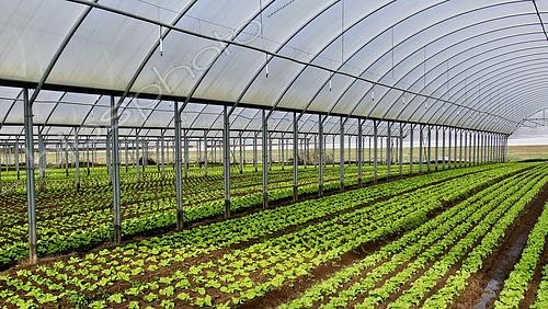 Biosphoto | 2575923 | Culture des salades sous serres plastiques géantes, Maraicher Gaec Seuru, Champagne, Sarthe, Pays de la Loire, France | &copy; Michel Gile / Biosphoto