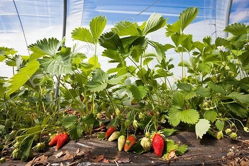 Biosphoto | 1899634 | Culture of Strawberries 'Gariguette' in the ground tunneling | &copy; Jean-Baptiste Strobel / Biosphoto