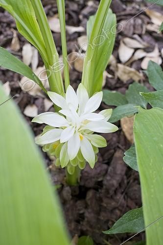 Biosphoto | 589849 | Curcuma plant in bloom | &copy; Claudius Thiriet / Biosphoto